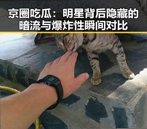 京圈吃瓜：明星背后隐藏的暗流与爆炸性瞬间对比